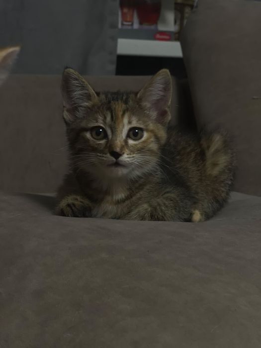Котенок в добрые руки