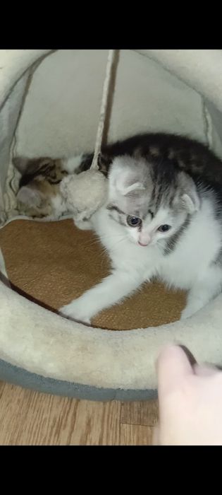 Вислоушки.Шотланские1,5 месяцев.