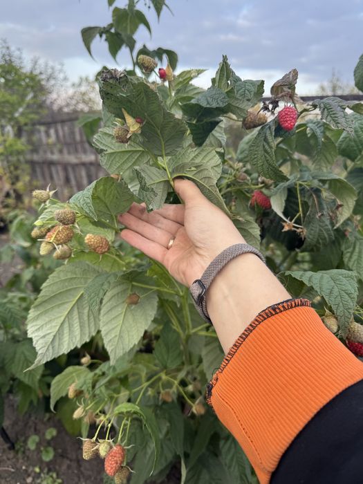 Продам дачу сообщество «Борки»