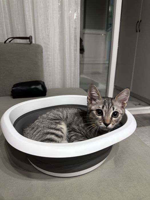 Отдам котенка в добрые руки