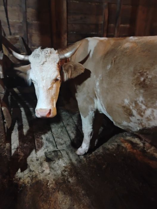 Vaca de lapte, 7 spre 8 ani