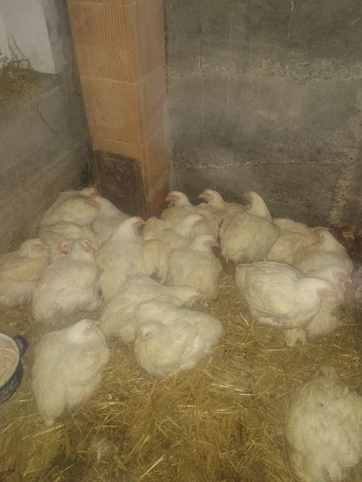 Pui de carne și rasa mixta