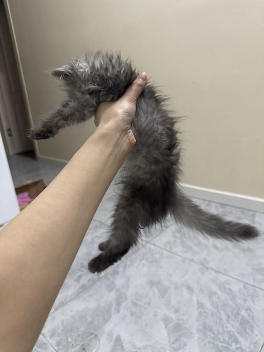 Котенок 2 месяца(девочка)