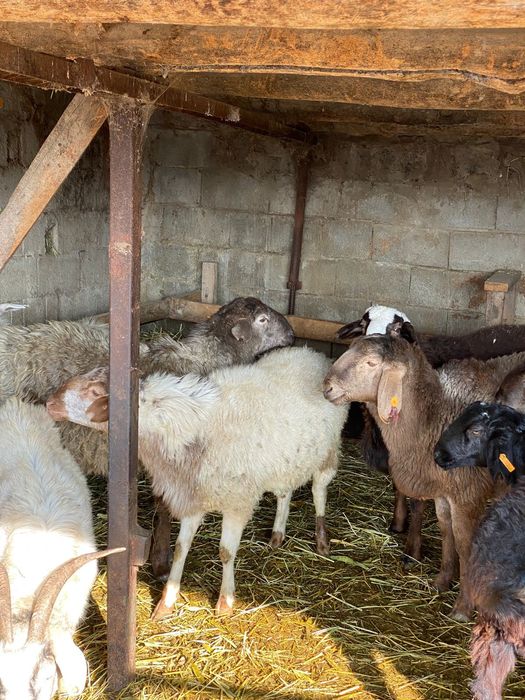 Кошкарлар Семиз саудасы бар