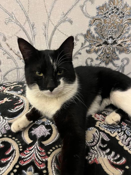 Отдам кота в добрые руки