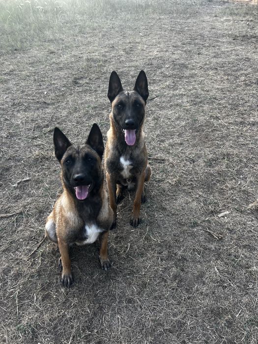 Donez Gratuit Cibanesti Belgian Malinois