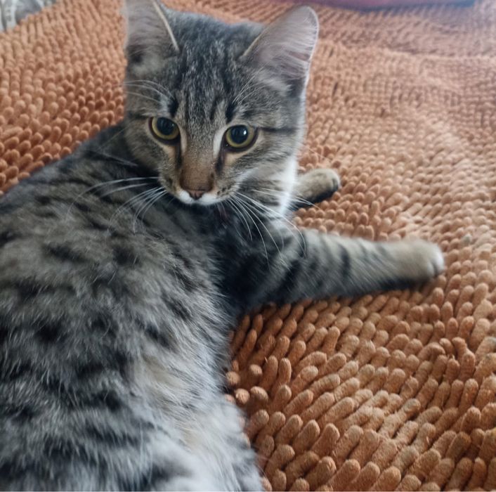 Кот 4 мес.в дорые руки