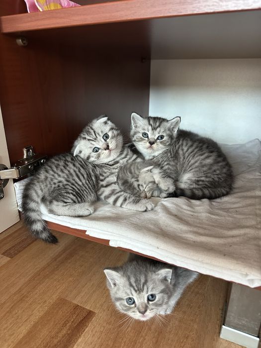 Шотландски котета
