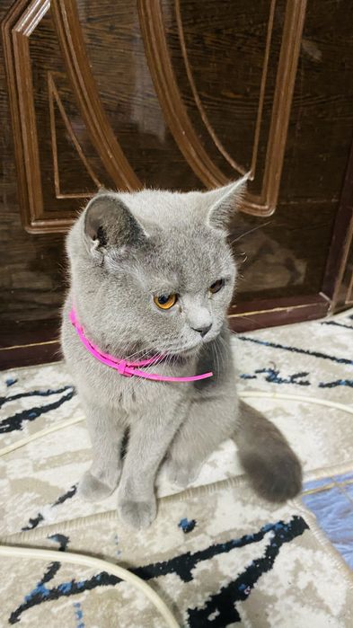 Mushuklar sotilad skotch