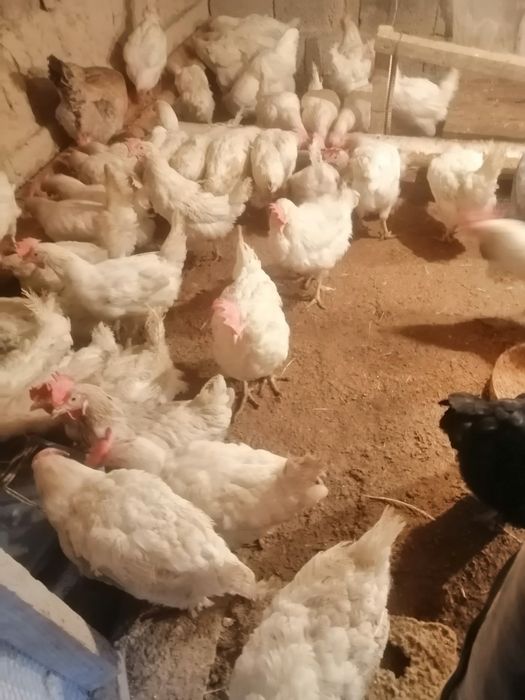 Не сушка Тауктар сатылады