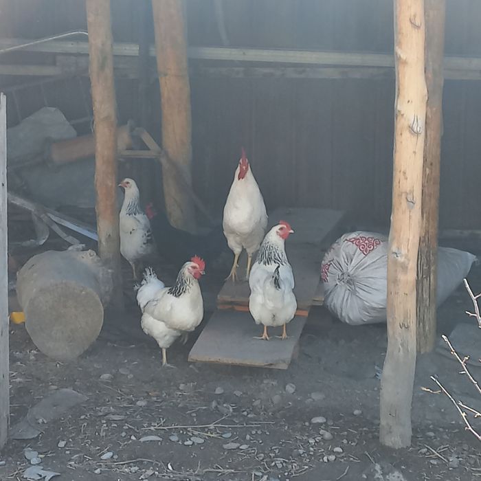 Инкубационные яйца