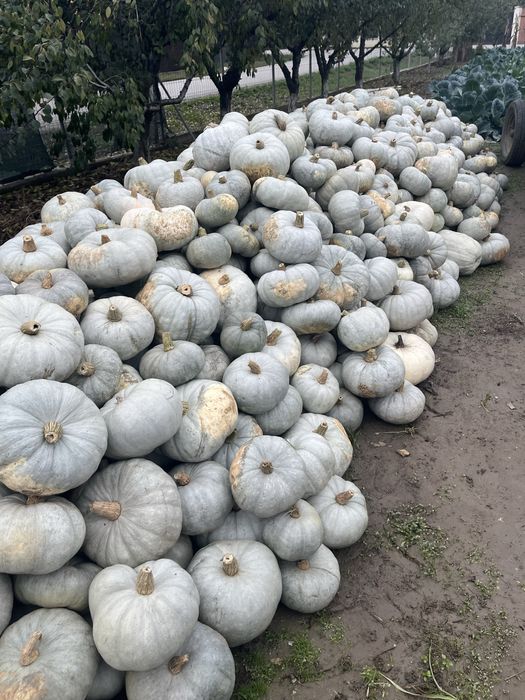 Dovlecii de plăcintă