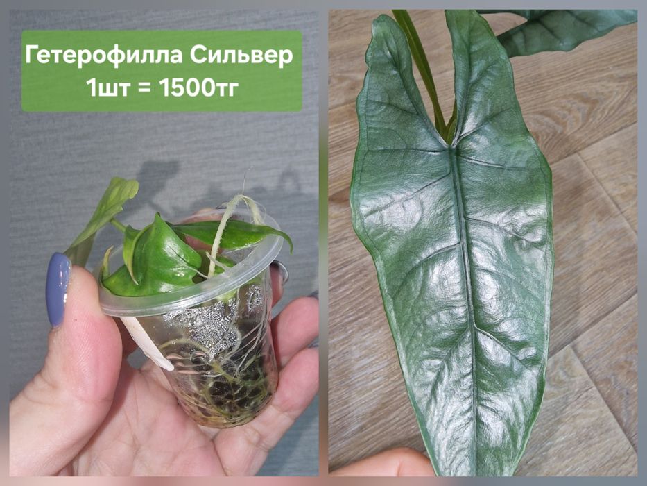 Комнатные цветы (домашние)