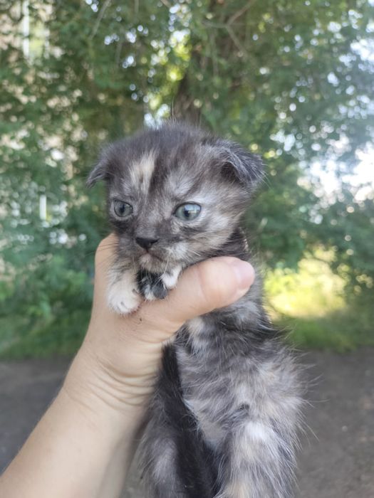 Милые котята  срочно ищут дом!