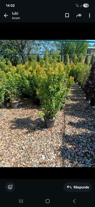 Amenajez spați verzi leyladi