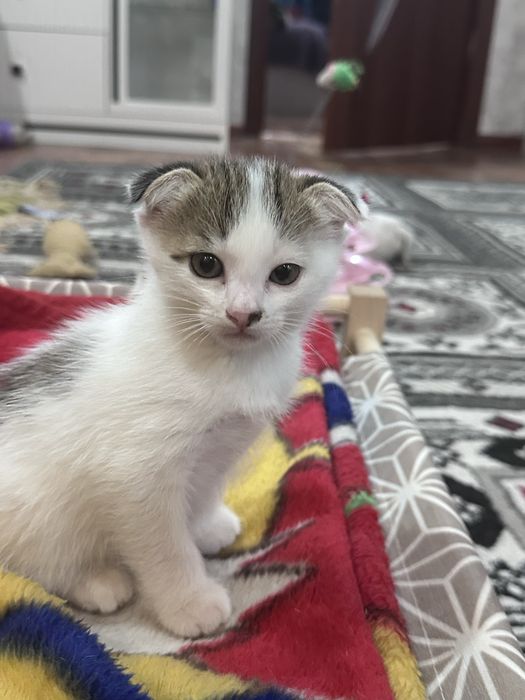 Котенок (м) в добрые руки