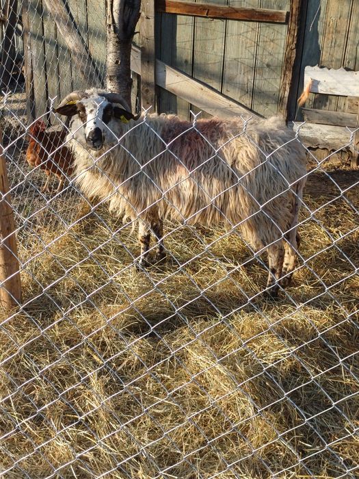 9 oi afăta și cu miei si transport