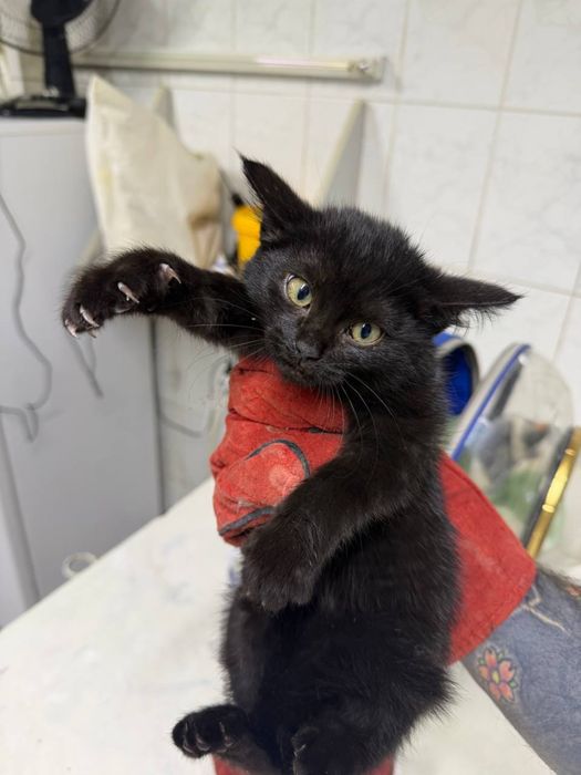Котенок 3 месяца