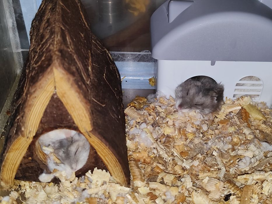 Продам хомяков джунгарики