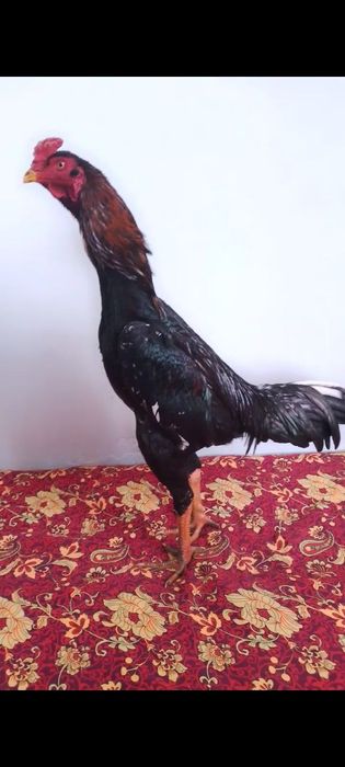 Xoroz sotiladi zor xoroz zoti tayin