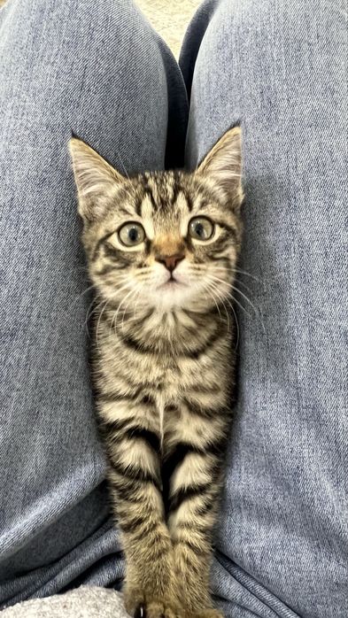 Котенок в хорошие руки