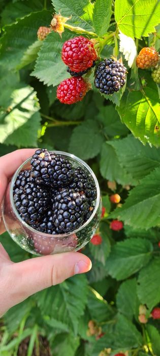 Vînd mure soiul Thornfree!!!