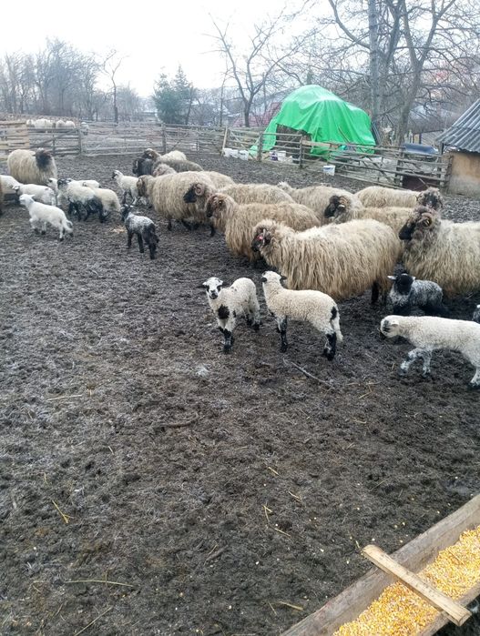 Oi bucălai de vânzare