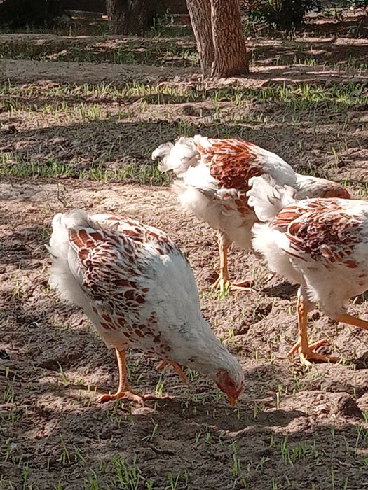 Виандот белое золото куры товук