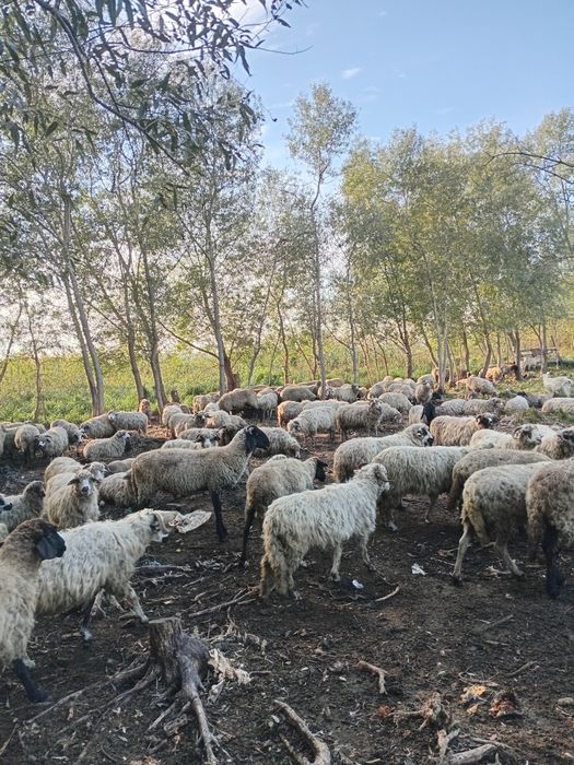 Schimb OI cu capre sau vaci