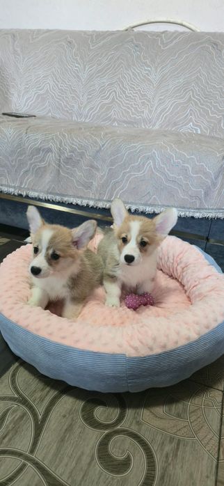 Предлагаю Вельш корги-пемброк