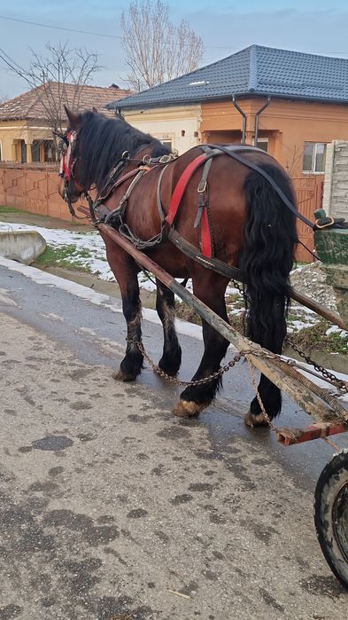 Armăsar de 6 ani de vânzare