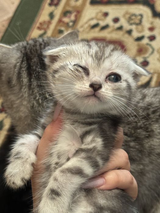 Котята срочно бесплатно