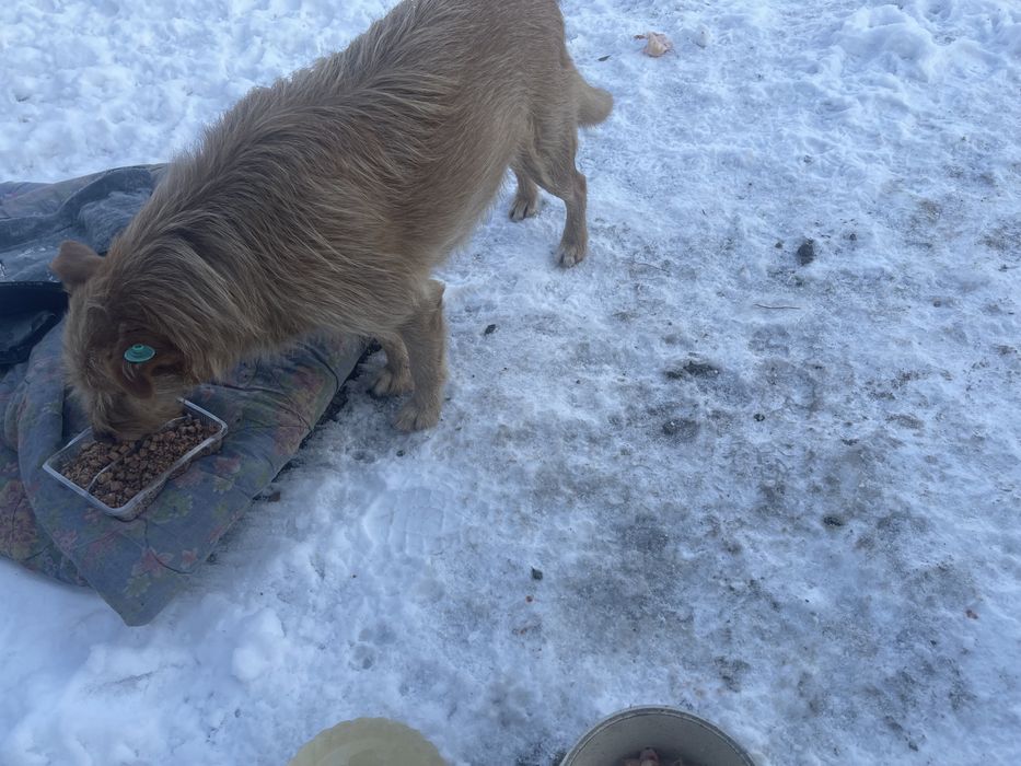 Добрая чипированная умная собака