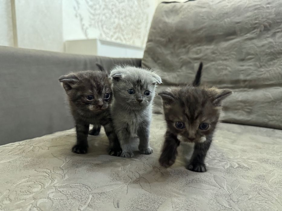 Отдам котят в добрые руки