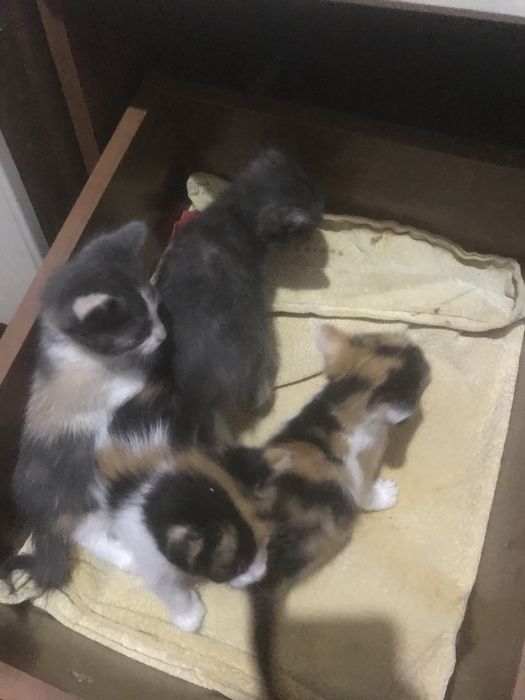 Очень красивые котята