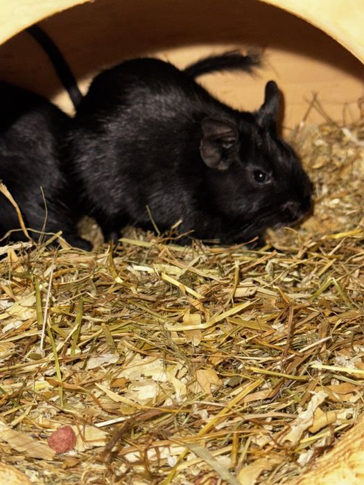 Veverite Degu - Donatie