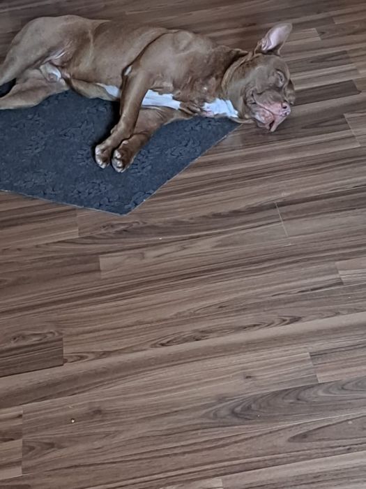 Ищем для вязки девочку питбульшу