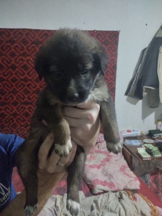 Отдам даром в хорошие руки шинки звонки