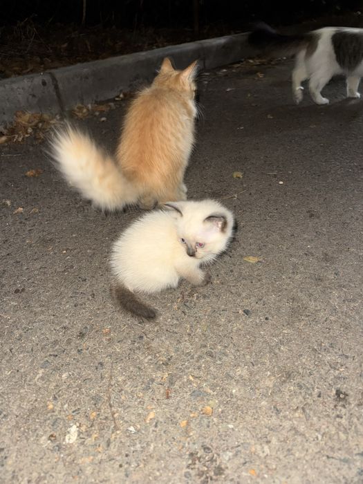 Белый котенок ищет любящий дом