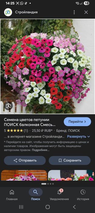 Продам рассаду цветов