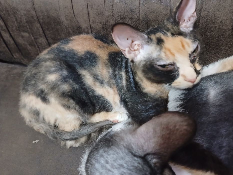 Котята сфинкс Браш