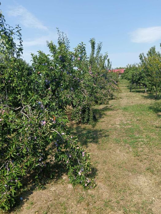 PRUNE de livadă pentru ȚUICĂ, GEM și MASĂ – mai multe SOIURI, preț avantajos!