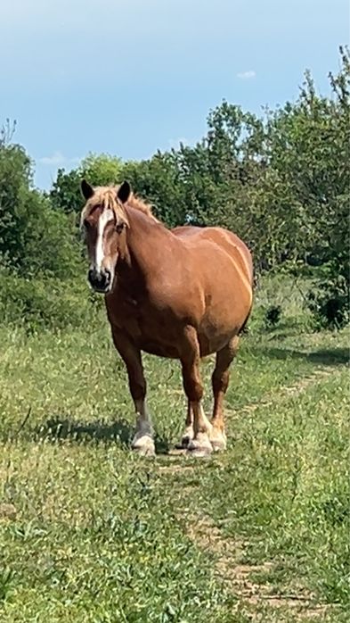 vand manza percheron