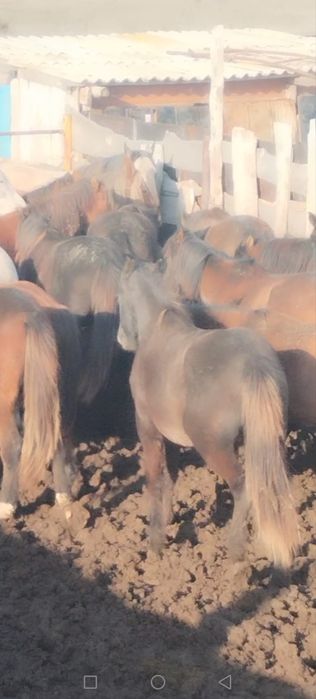 Байтал полтарашка