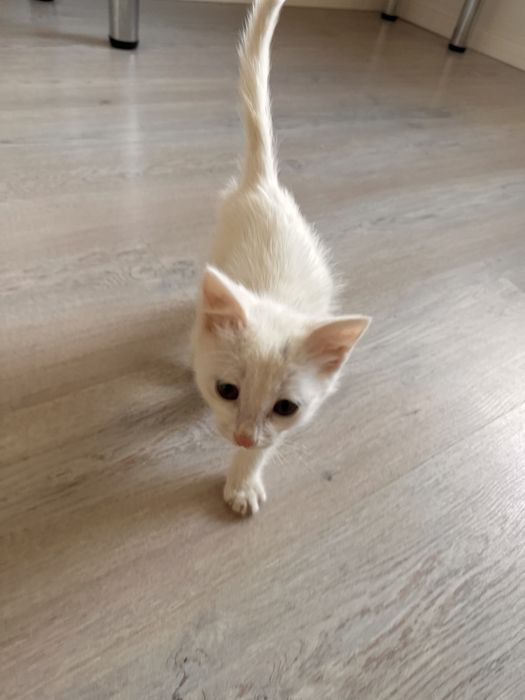 Отдам котенка (девочка) в добрые руки