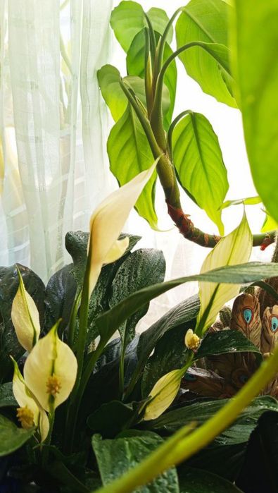 Комнатные цветы , цветущие