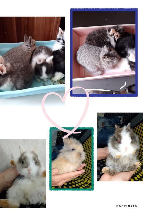 Продам декоративных кроликов