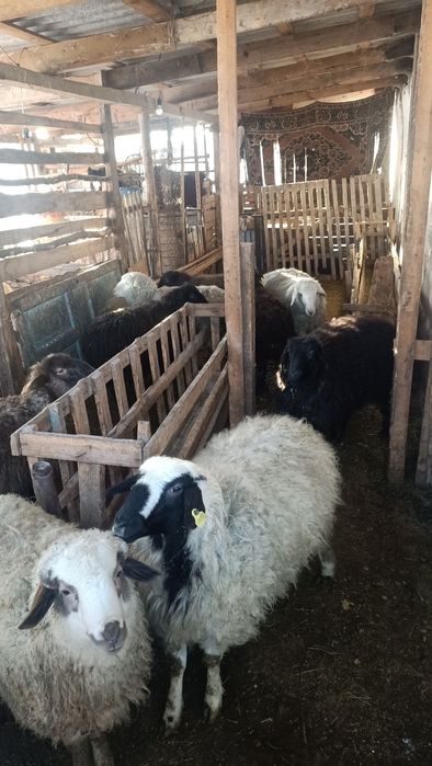 Жылқы, тоқты, бука