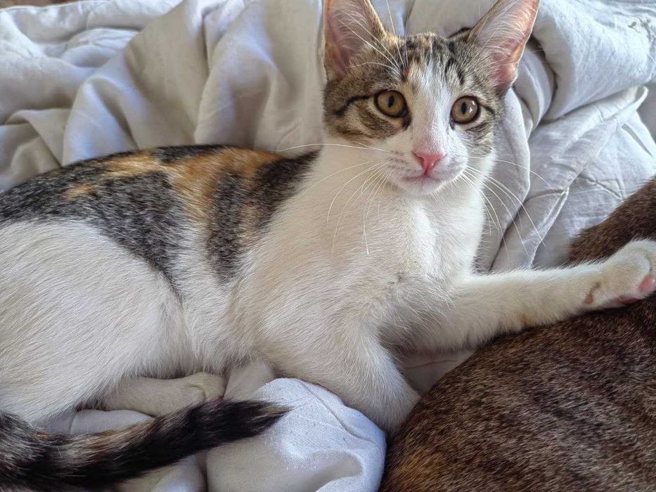 Кошки девочки 2шт