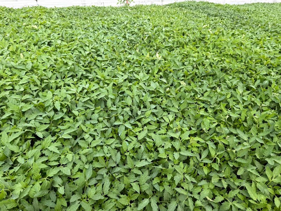 Răsaduri de legume profesionale - Livrare prin curier în toată țara